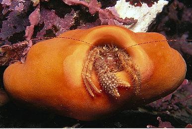 组装赛车游戏《Screw Drivers》将开启抢先体验